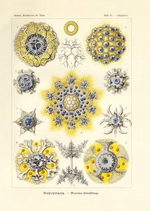 Polycyttaria - German School