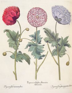 Pavots : 1.Papaver multiplex albumoris rubicundis ; 2.Papaver flore miniato plens ; 3.Papaver flore plensargentei coloris, du Hortus Eystettensis par Basil Besler (1561-1629), pub. 1613