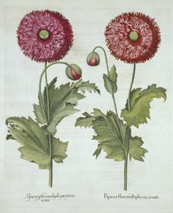 Pavots, de Hortus Eystettensis, par Basil Besler (1561-1629), pub. 1613 - German School
