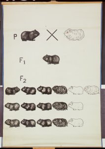 Affiche démontrant la loi de Mendel chez les cochons d