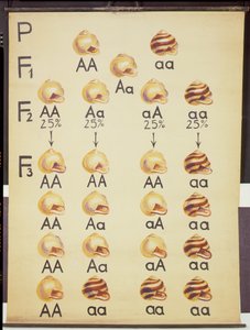 Affiche des escargots Cepea - German School