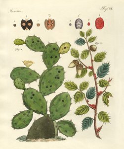 Insectes précieux