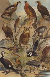 Oiseaux de proie - German School