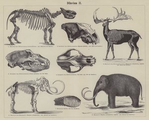 Animaux préhistoriques (gravure) - German School