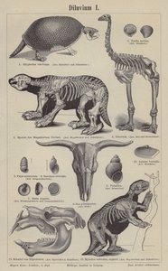 Animaux préhistoriques - German School