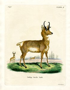 Antilope Pronghorn - German School