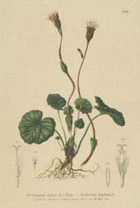 Tussilage pourpre (Homogyne alpina)