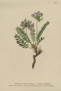 Oxytropis pourpre (Oxytropis Halleri) - German School