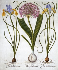 Purple Sensation et Spanish Irises, de Hortus Eystettensis, par Basil Besler, pub. 1613 - German School