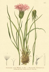 Scorsonère rose - German School