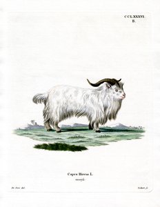 Chèvre pygmée