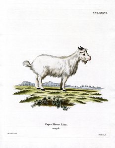 Chèvre Pygmée