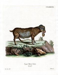 Chèvre Pygmée