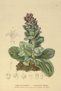Bugle pyramidal