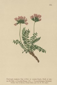 Astragale des Pyrénées (Oxytropis neglecta) - German School