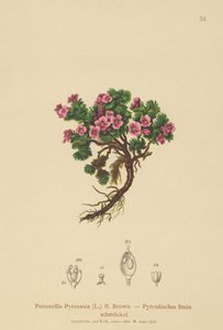 Petrocallis des Pyrénées - German School