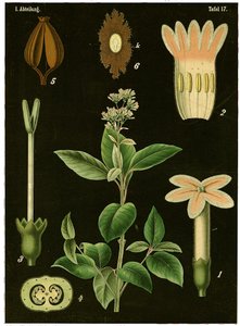 Arbre à quinine (Cinchona Calisaya) - German School