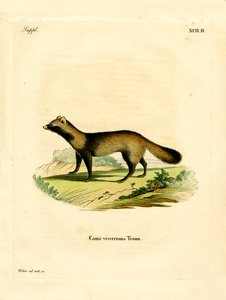 Chien viverrin - German School