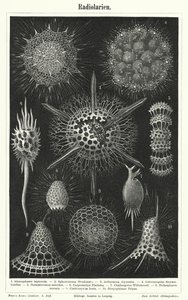 Radiolaires (gravure) - German School