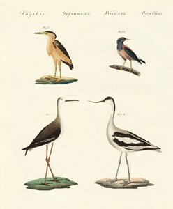 Oiseaux rares d