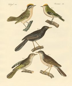 Oiseaux rares et beaux d
