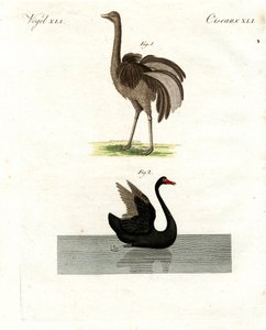 Oiseaux rares - German School