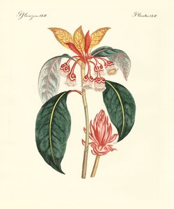 Plantes chinoises rares - German School