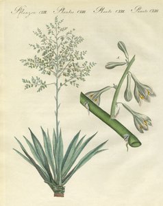Plantes étrangères rares
