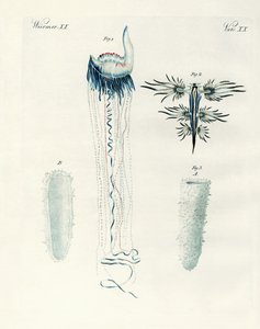 Espèces rares de mollusques