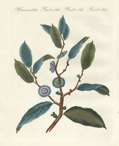 Plantes ornementales rares
