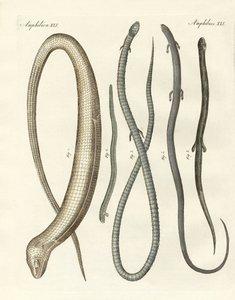 Reptiles rares