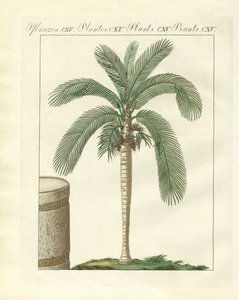 Arbres rares (gravure en couleur) - German School