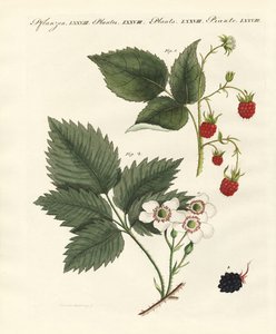 Framboises et mûres - German School