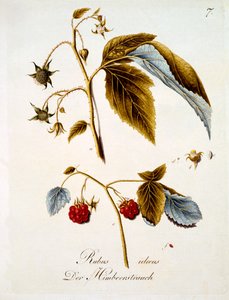 Framboise, illustration d