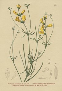 Genêt radié (Cytisus radiatus) - German School