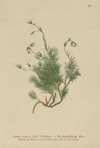 Sabuline recourbée (Alsine recurva, Minuartia recurva) - German School