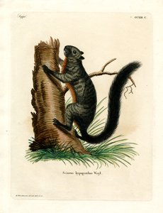 Écureuil à ventre rouge