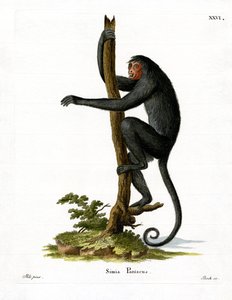 Singe-araignée à face rouge - German School