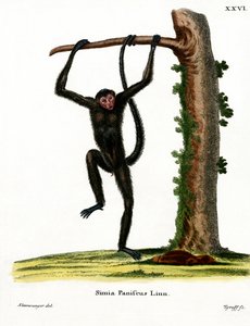 Singe-araignée à face rouge