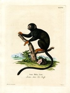 Tamarin à mains rouges - German School