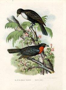 Coracine rouge, 1864 - German School