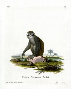 Singe à queue rouge - German School