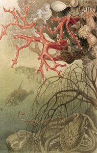 Corail rouge, planche de Brehms Tierleben: Allgemeine Kunde des Tierreichs, vol.10, p.608, publié par Bibliographisches Institut, 1893 - German School