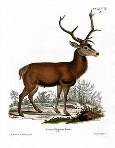 Cerf rouge - German School