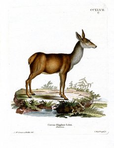 Cerf rouge