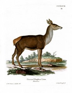 Cerf rouge - German School