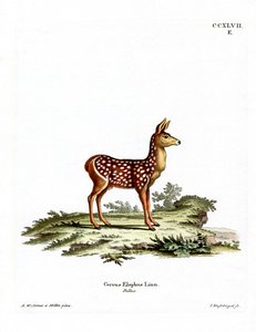 Faon de cerf rouge