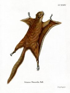 Écureuil volant géant rouge