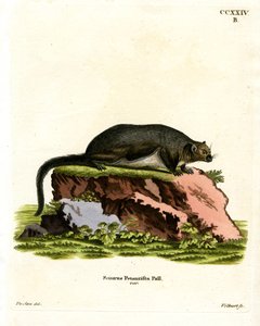 Grand écureuil volant rouge