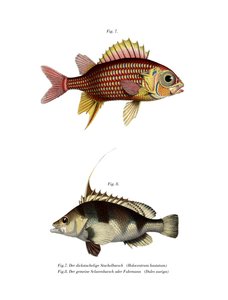 Poisson-soldat rouge